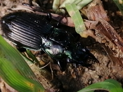 Megadromus capito