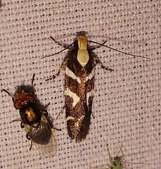 Filatima