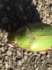 Xylonichus eucalypti