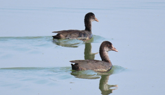 Fulica atra