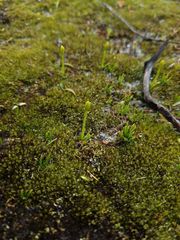 Phylloglossum drummondii
