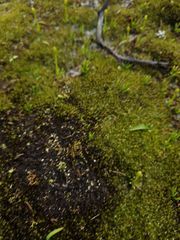 Phylloglossum drummondii