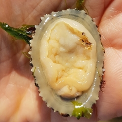 Patella ulyssiponensis