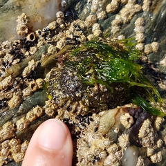 Patella ulyssiponensis