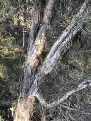 Melaleuca cuticularis