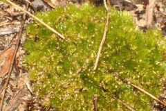 Bryum caespitosum