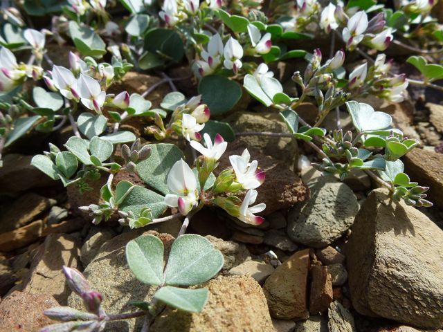 Lotononis pumila