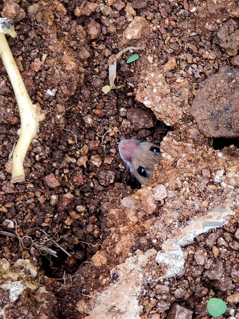 Little Indian Field Mouse