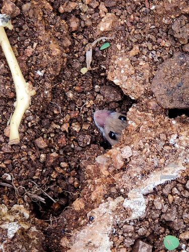 Little Indian Field Mouse