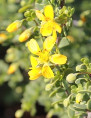 Roepera lichtensteiniana