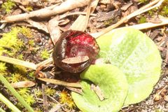 Corybas recurvus