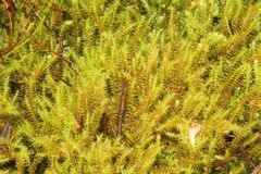 Triquetrella papillata