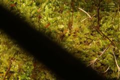 Racopilum cuspidigerum