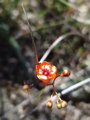 Drosera microphylla