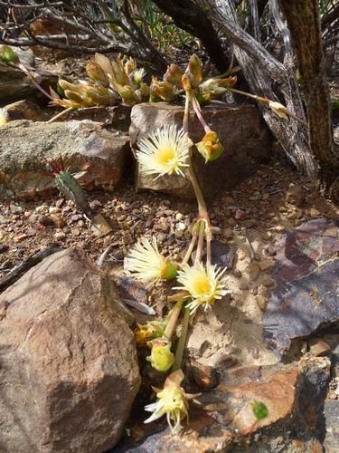Mesembryanthemum tortuosum