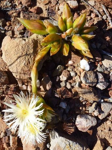 Mesembryanthemum tortuosum