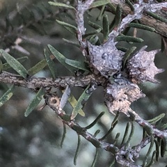 Melaleuca cuticularis