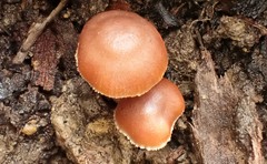 Gymnopilus eucalyptorum