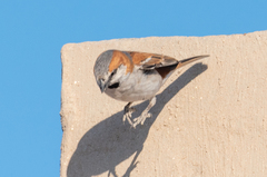Passer motitensis