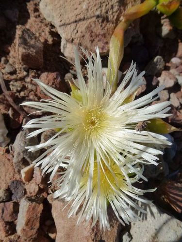Mesembryanthemum tortuosum