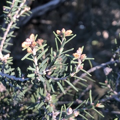Melaleuca cuticularis
