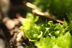 Pleurophascum occidentale