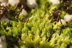 Pleurophascum occidentale