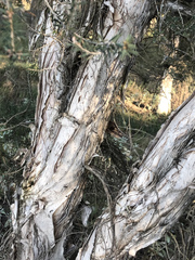 Melaleuca cuticularis