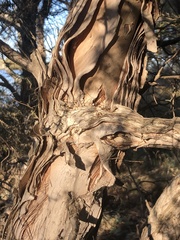 Melaleuca cuticularis