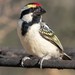 Acacia Pied Barbet - Photo (c) tessabrunette, some rights reserved (CC BY-NC), uploaded by tessabrunette