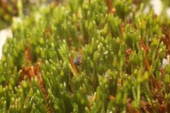 Eccremidium pulchellum