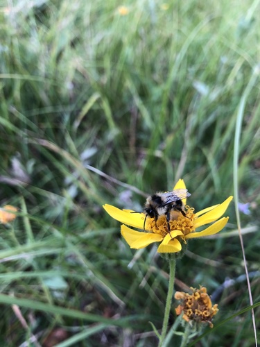 iNaturalist observation photo of Bumble Bees