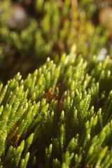 Eccremidium pulchellum