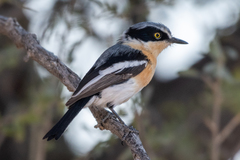 Batis pririt affinis