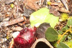 Corybas recurvus