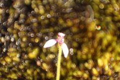 Eriochilus scaber
