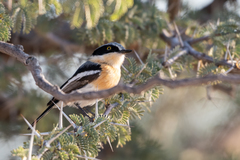 Batis pririt affinis