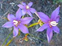 Moraea polyanthos