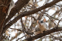 Thallomys nigricauda