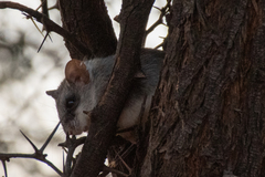 Thallomys nigricauda