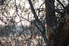 Thallomys nigricauda