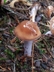 Cortinarius seidliae
