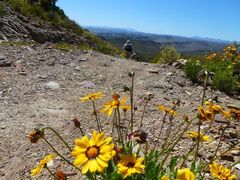 Osteospermum scariosum
