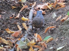 Turdus merula