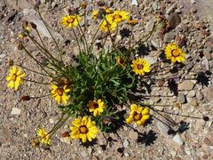 Osteospermum scariosum