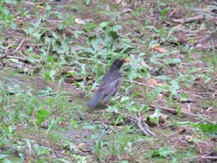 Turdus merula