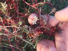 Cuscuta nitida