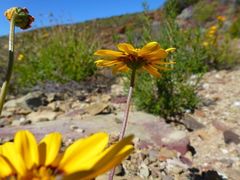 Osteospermum scariosum