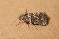 Alvaradoia disjecta