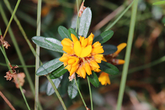 Pultenaea myrtoides